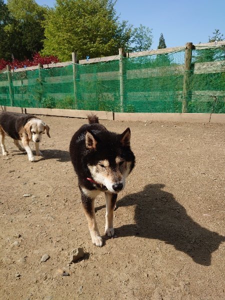 f：id：roukenhome-ann：20200506112854j：plain