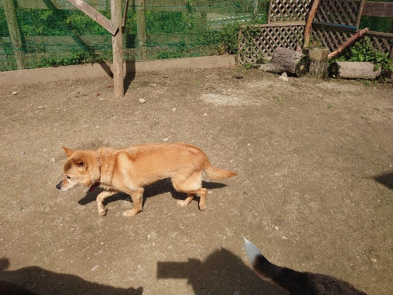 f：id：roukenhome-ann：20200506112955j：plain