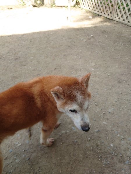 f：id：roukenhome-ann：20200506113053j：plain