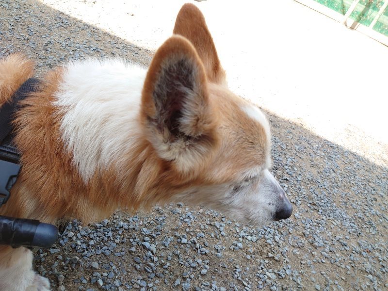 f：id：roukenhome-ann：20200506113505j：plain