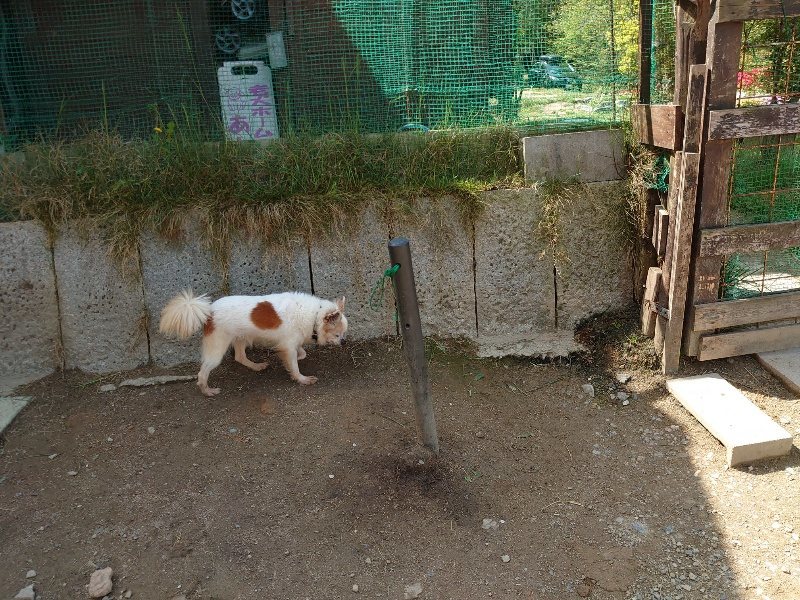 f：id：roukenhome-ann：20200506114230j：plain