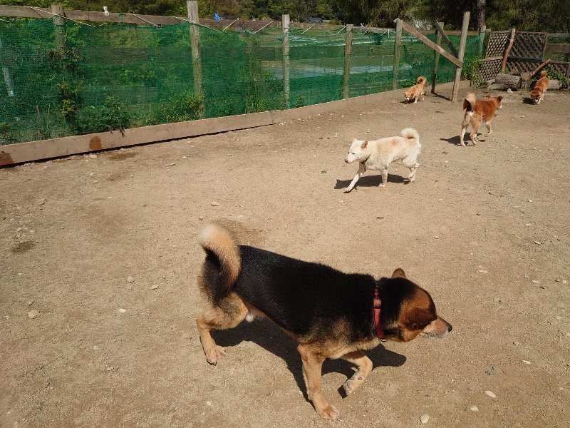 f:id:roukenhome-ann:20200506123536j:plain f:id:roukenhome-ann:20200506123536j:plain