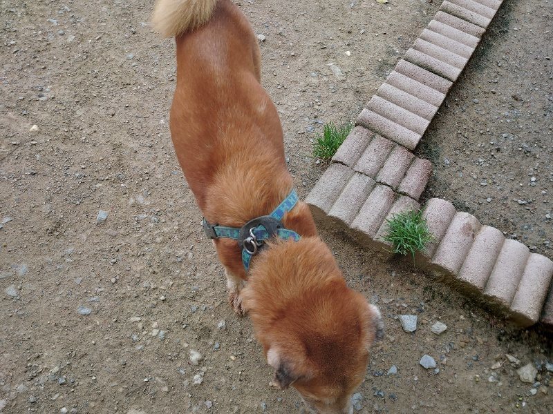 f:id:roukenhome-ann:20200506124445j:plain f:id:roukenhome-ann:20200506124445j:plain