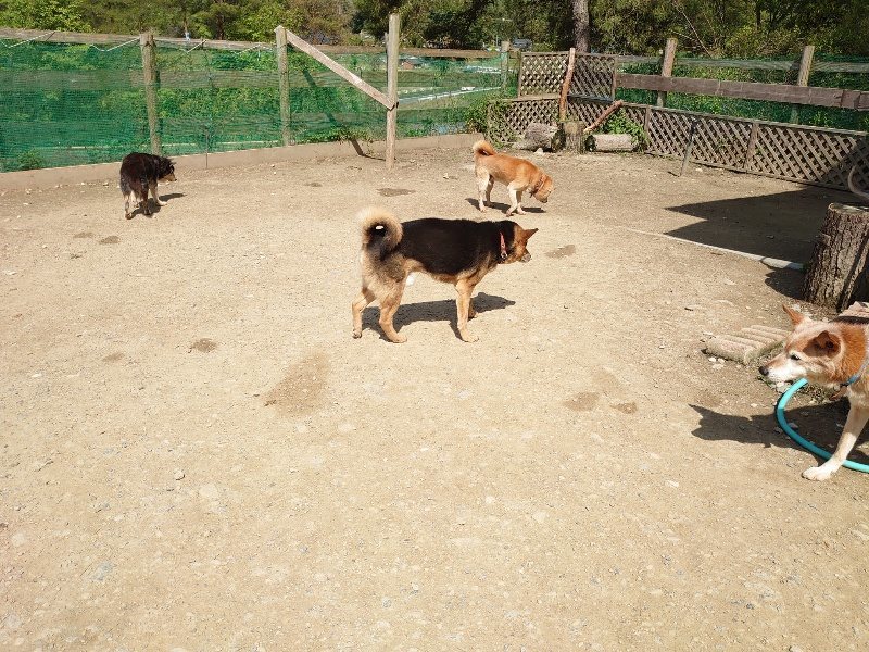 f:id:roukenhome-ann:20200506124544j:plain f:id:roukenhome-ann:20200506124544j:plain