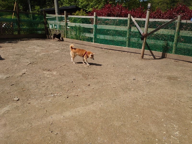 f:id:roukenhome-ann:20200506124555j:plain f:id:roukenhome-ann:20200506124555j:plain