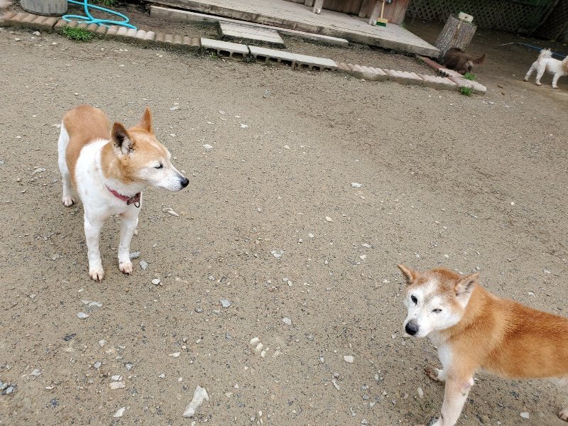 f：id：roukenhome-ann：20200507082855j：プレーン