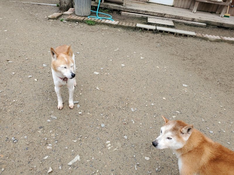 f：id：roukenhome-ann：20200507082900j：plain