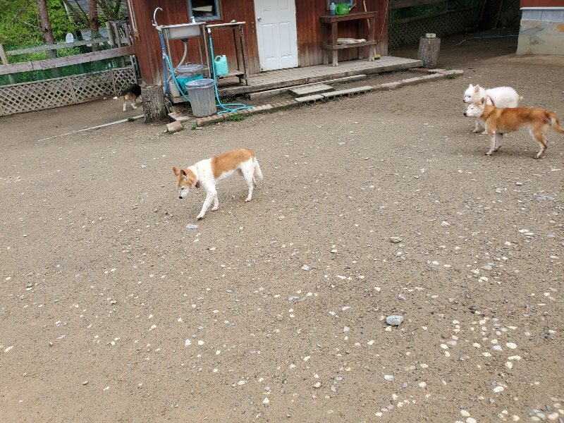 f：id：roukenhome-ann：20200507083750j：plain