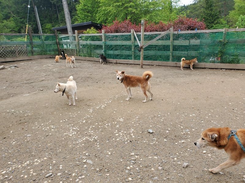 f：id：roukenhome-ann：20200507092116j：plain