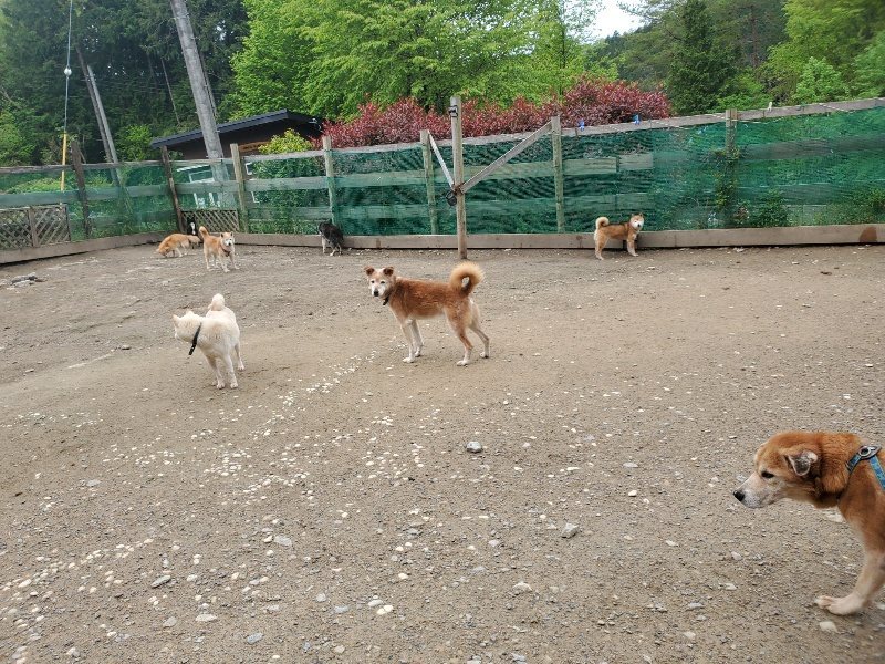 f：id：roukenhome-ann：20200507092123j：plain