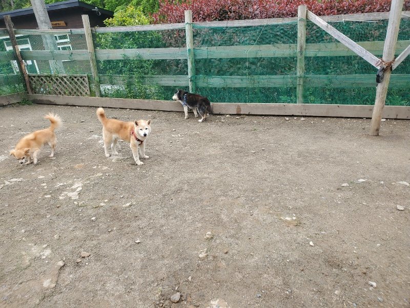 f：id：roukenhome-ann：20200507092236j：plain