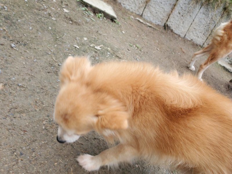 f：id：roukenhome-ann：20200507092601j：plain