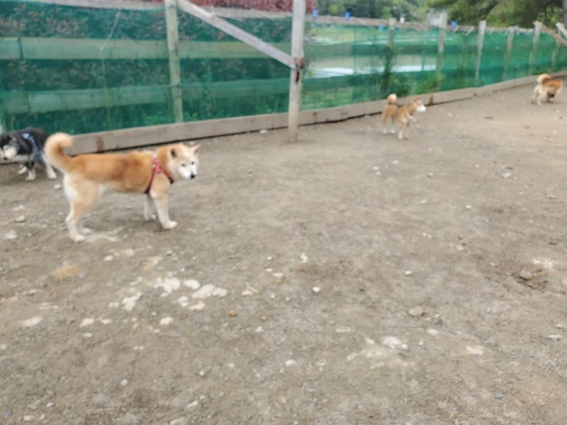 f：id：roukenhome-ann：20200507092641j：plain