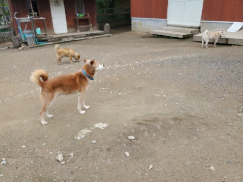 f：id：roukenhome-ann：20200507092649j：plain