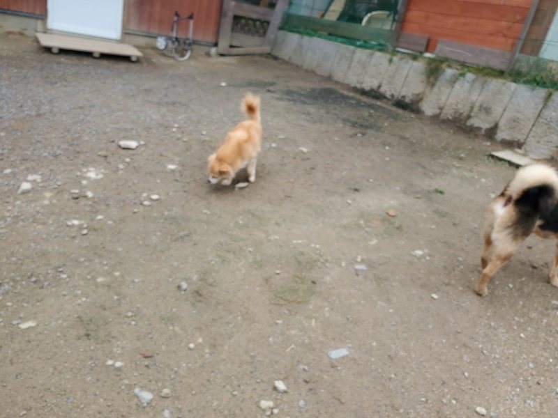 f：id：roukenhome-ann：20200507092654j：plain