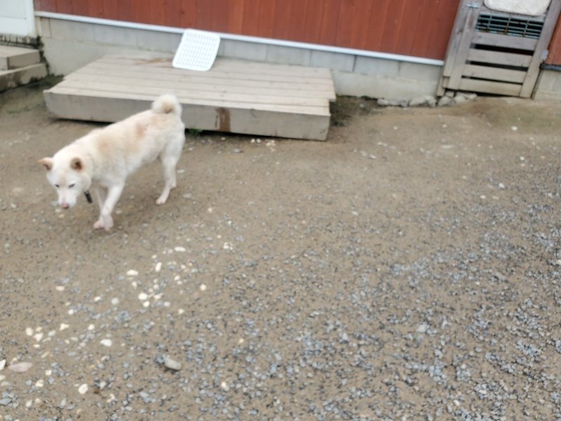 f：id：roukenhome-ann：20200507092716j：plain