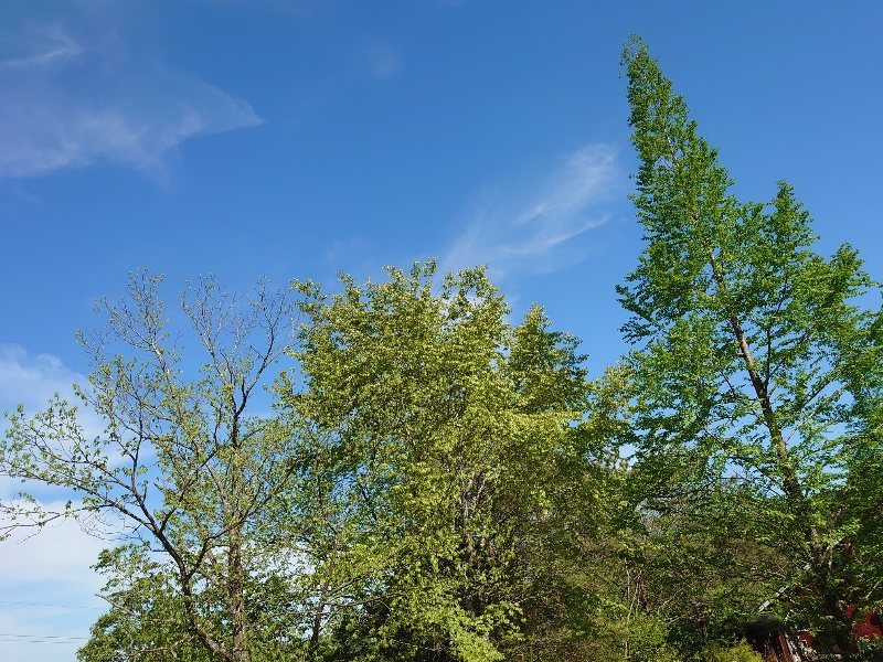 f:id:roukenhome-ann:20200508125641j:plain f:id:roukenhome-ann:20200508125641j:plain