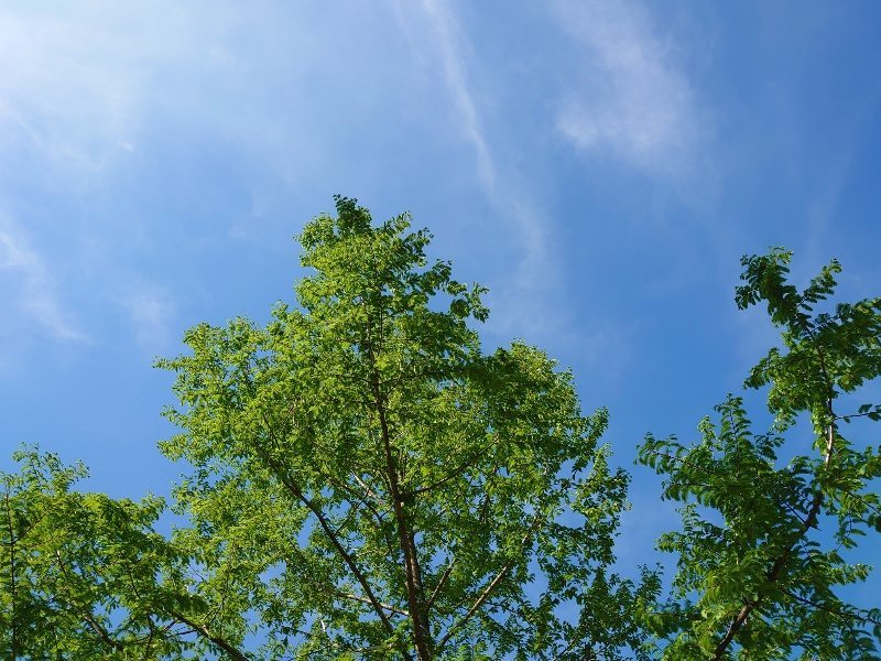 f:id:roukenhome-ann:20200508125646j:plain f:id:roukenhome-ann:20200508125646j:plain