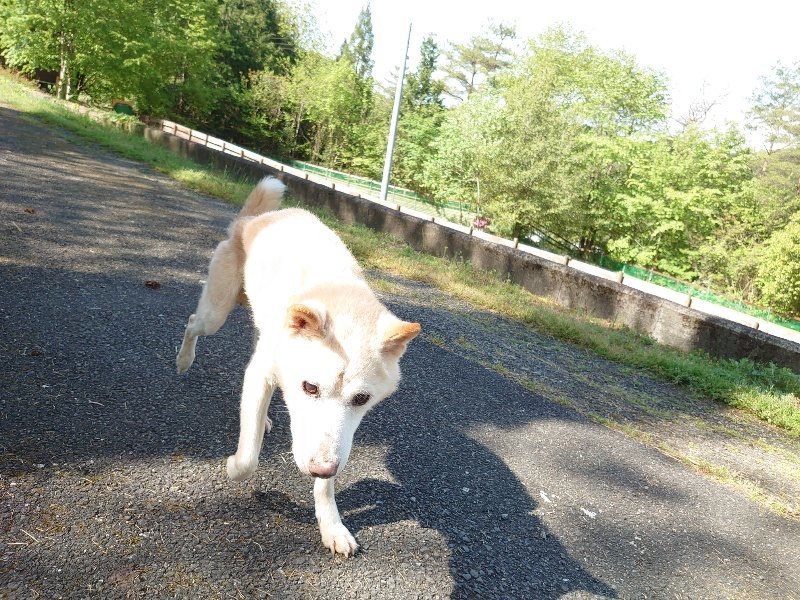 f:id:roukenhome-ann:20200508125711j:plain f:id:roukenhome-ann:20200508125711j:plain