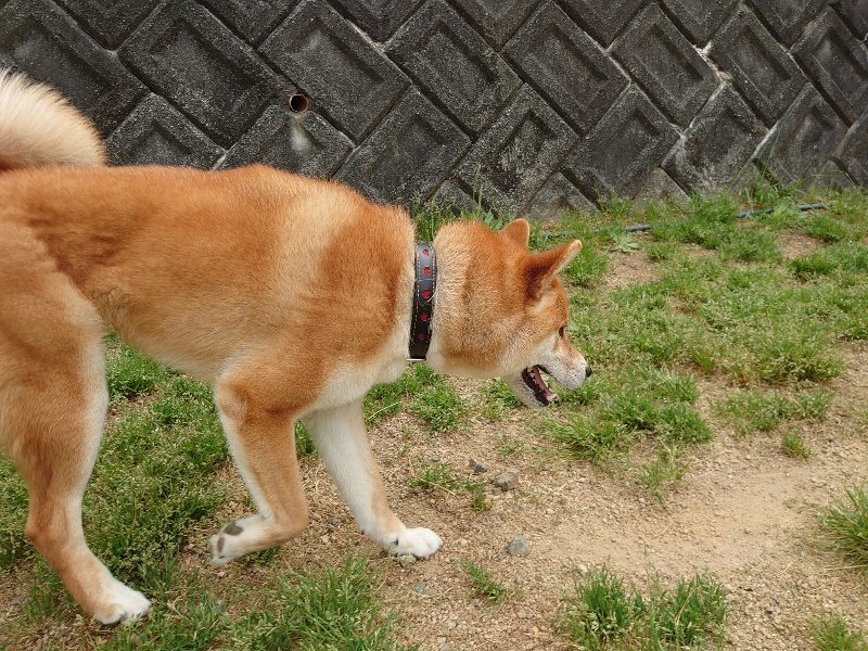 f:id:roukenhome-ann:20200509154102j:plain f:id:roukenhome-ann:20200509154102j:plain