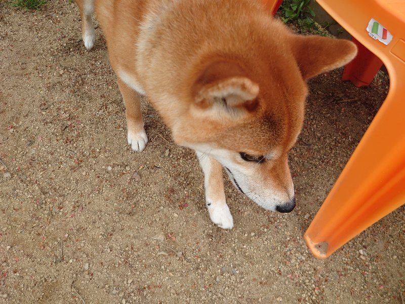 f:id:roukenhome-ann:20200509154114j:plain f:id:roukenhome-ann:20200509154114j:plain