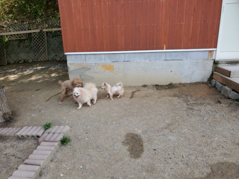 f：id：roukenhome-ann：20200509194951j：plain