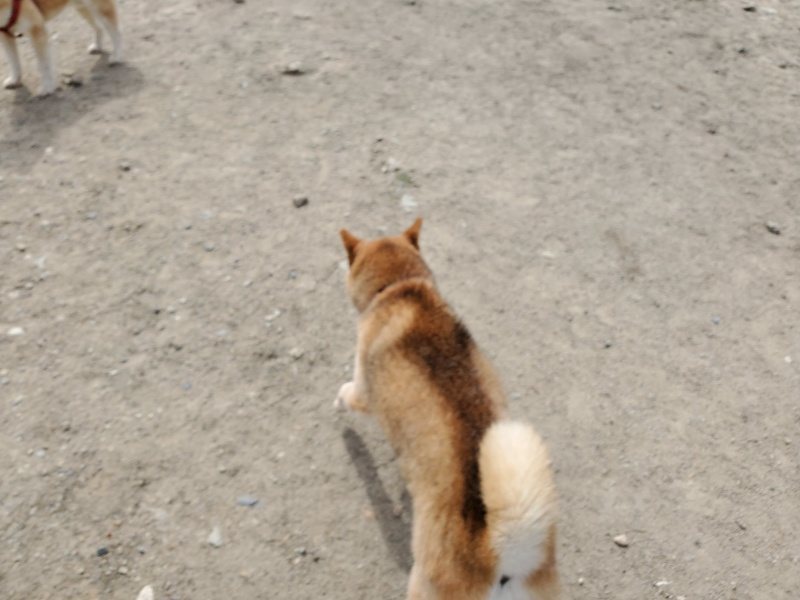 f：id：roukenhome-ann：20200509201403j：plain