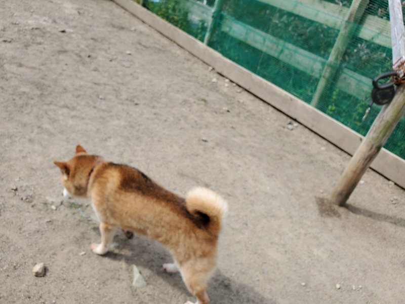 f：id：roukenhome-ann：20200509201412j：plain