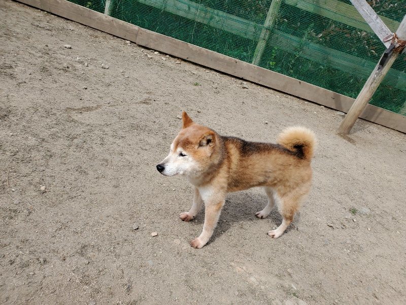 f：id：roukenhome-ann：20200509201430j：plain