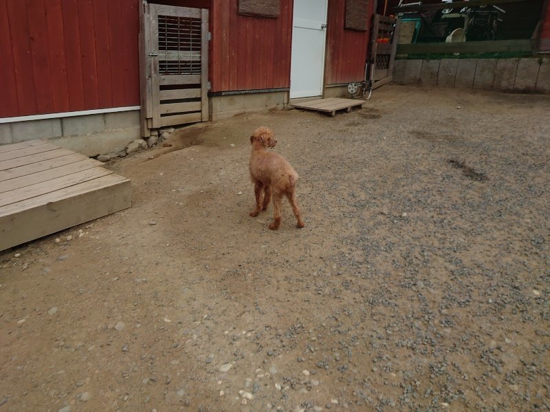 f：id：roukenhome-ann：20200509202707j：plain