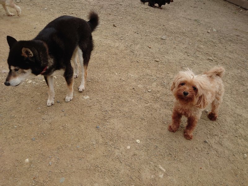 f：id：roukenhome-ann：20200509203207j：plain