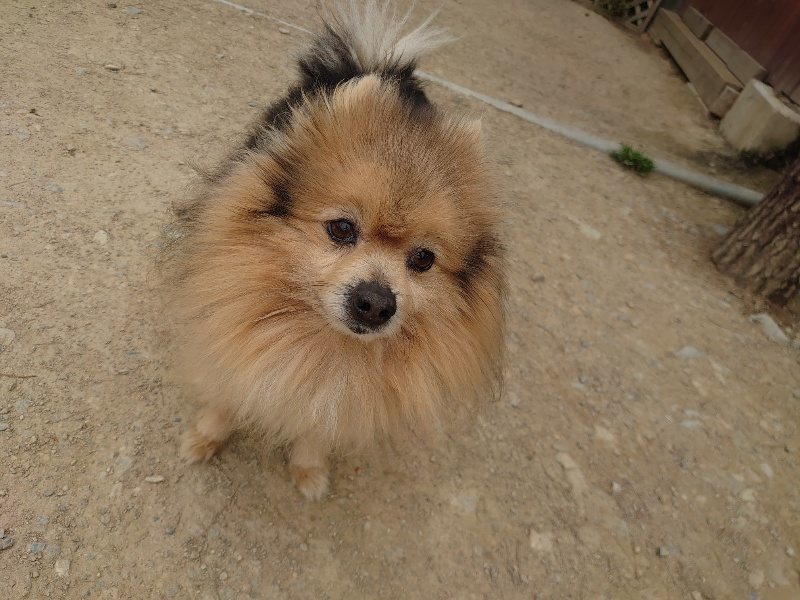 f：id：roukenhome-ann：20200509204500j：plain