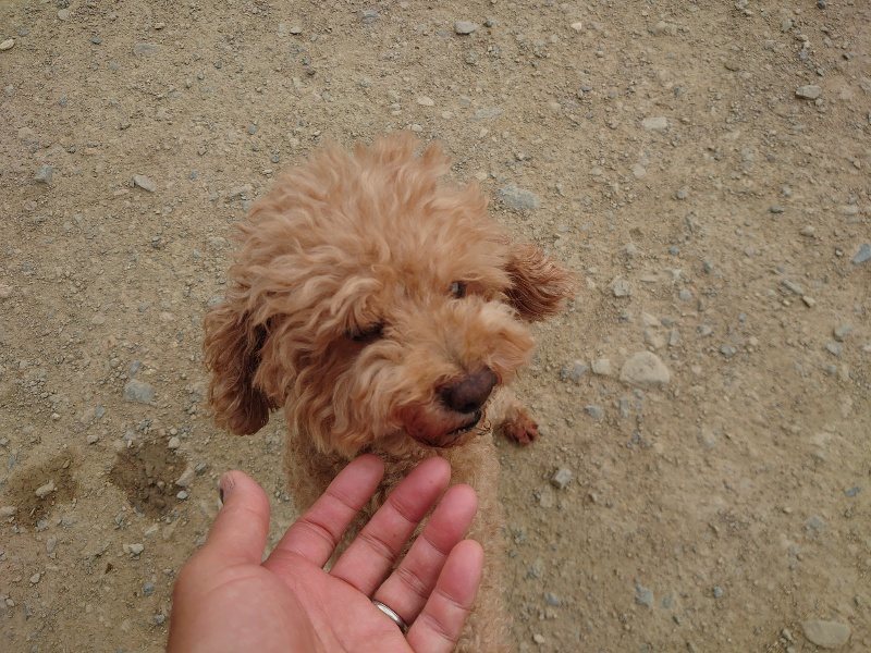 f：id：roukenhome-ann：20200509204953j：plain