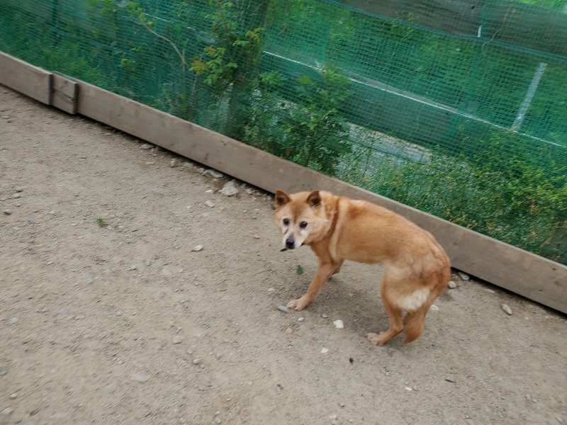 f：id：roukenhome-ann：20200510081532j：plain