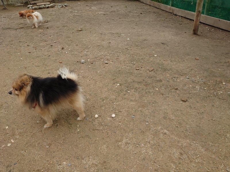 f：id：roukenhome-ann：20200511083328j：plain