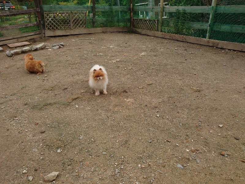 f：id：roukenhome-ann：20200511083353j：plain