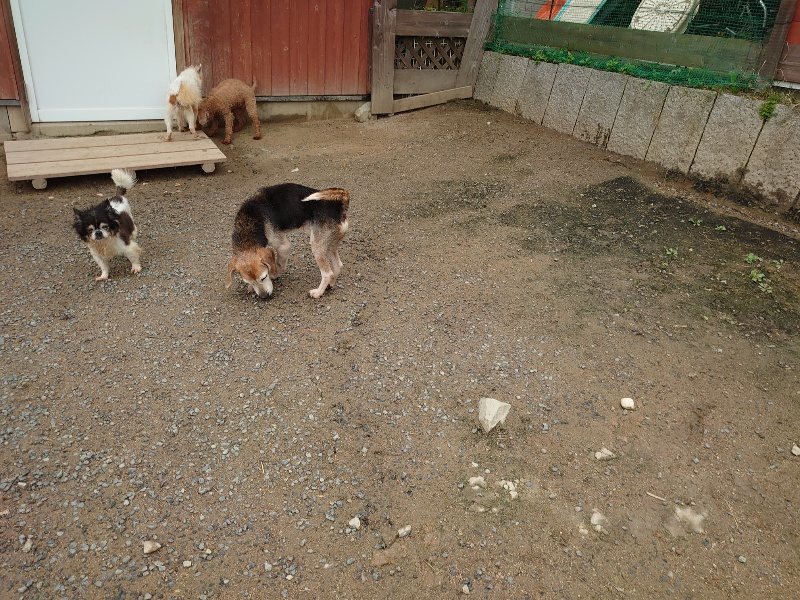 f：id：roukenhome-ann：20200511083503j：plain