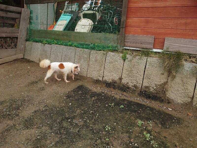 f：id：roukenhome-ann：20200511083523j：plain