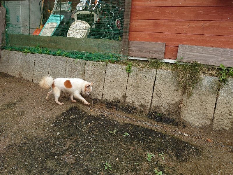 f：id：roukenhome-ann：20200511083534j：plain
