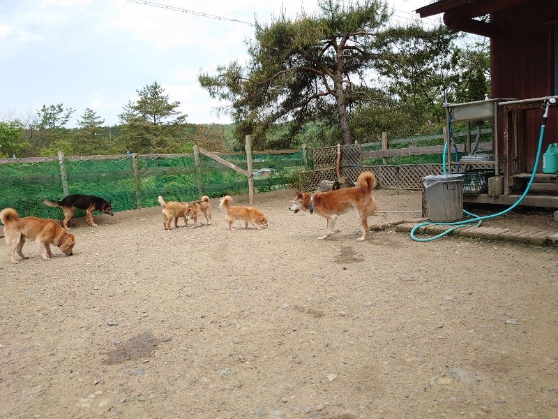 f：id：roukenhome-ann：20200513083936j：plain