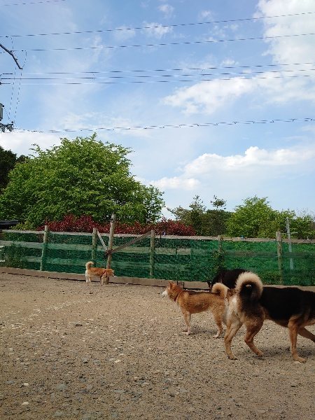 f：id：roukenhome-ann：20200513084107j：plain