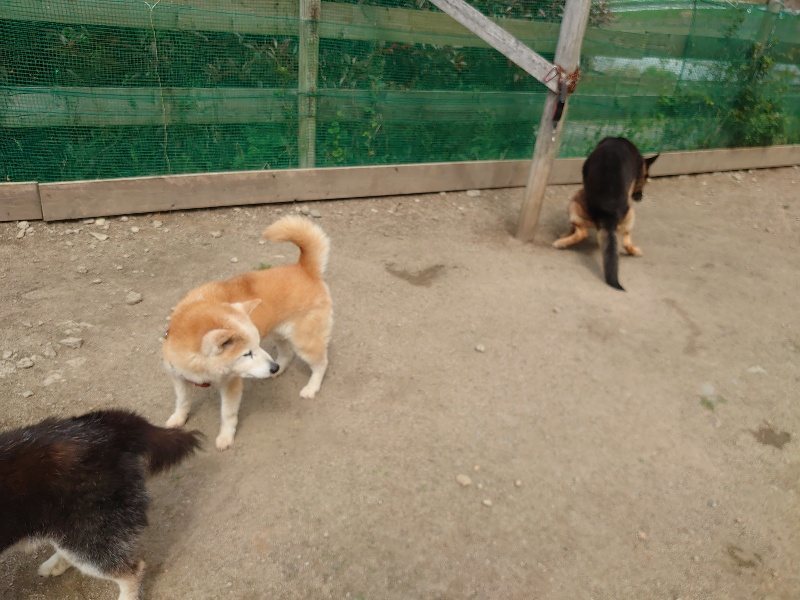 f：id：roukenhome-ann：20200513084332j：plain