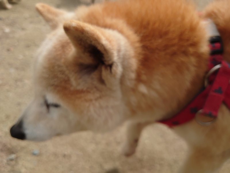 f：id：roukenhome-ann：20200513084514j：plain