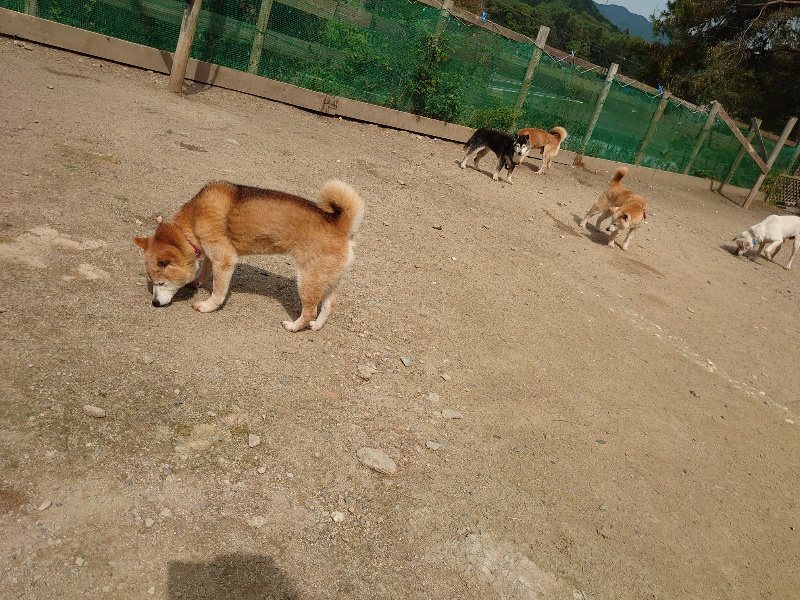 f：id：roukenhome-ann：20200513084823j：plain