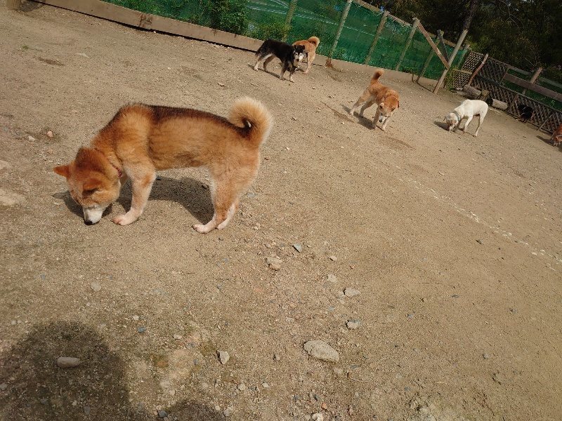 f：id：roukenhome-ann：20200513084834j：plain