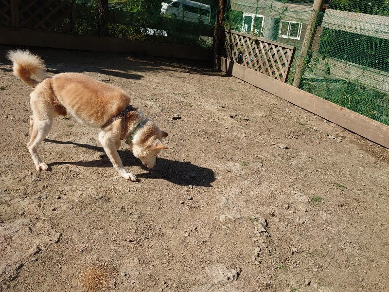 f：id：roukenhome-ann：20200515051105j：plain