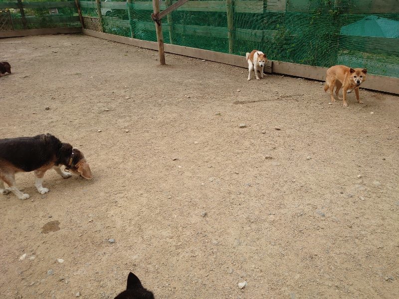 f：id：roukenhome-ann：20200515122436j：plain