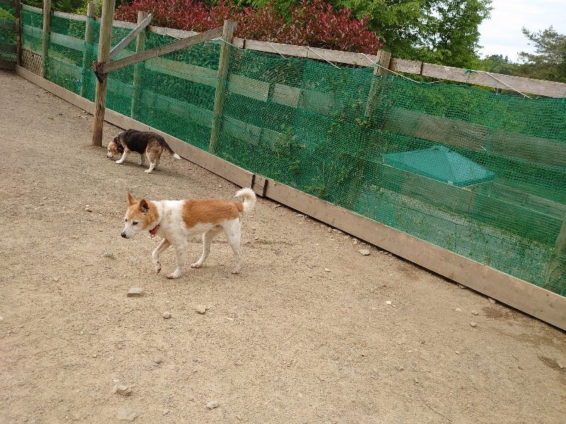 f：id：roukenhome-ann：20200515122922j：plain