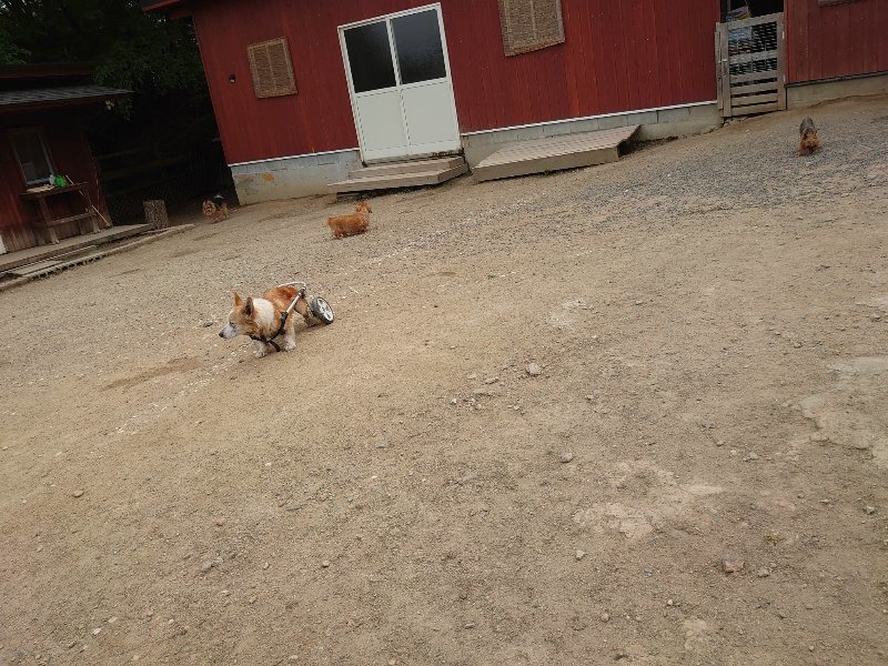 f：id：roukenhome-ann：20200515123849j：plain