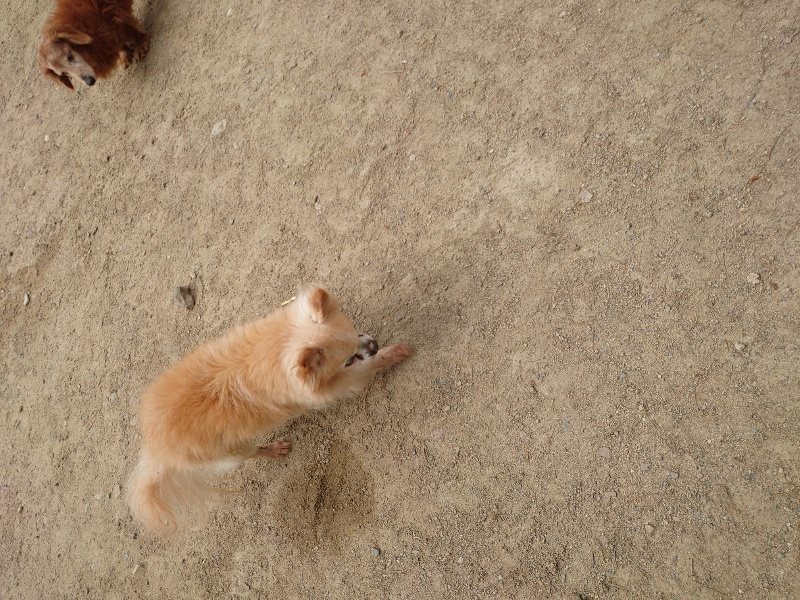 f：id：roukenhome-ann：20200515124122j：plain